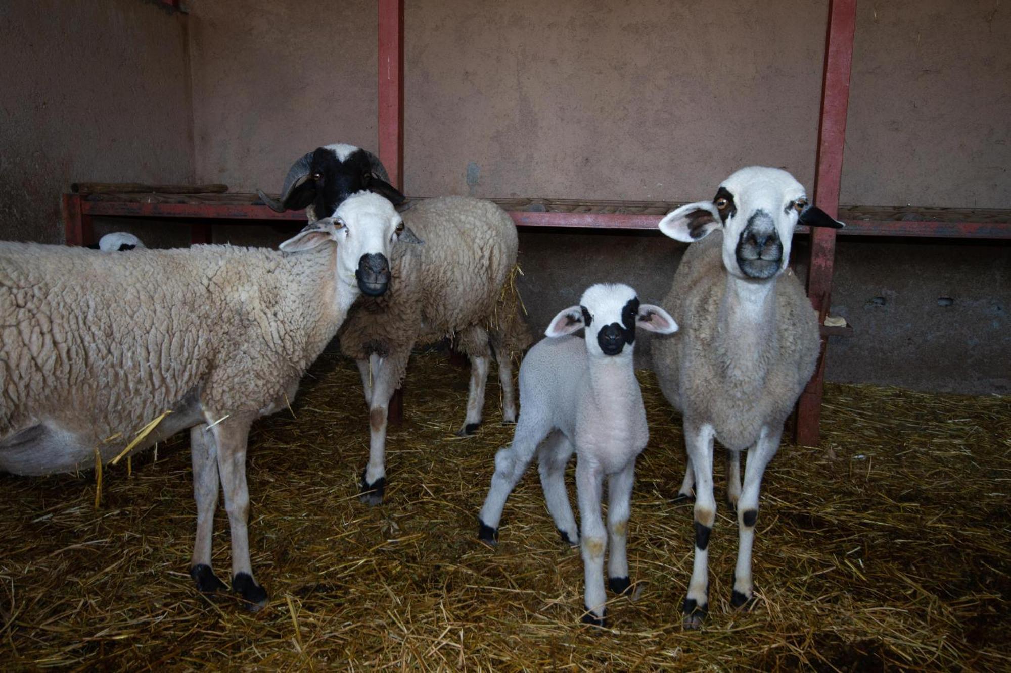 La Ferme De Lalladom Tameslouht Bagian luar foto